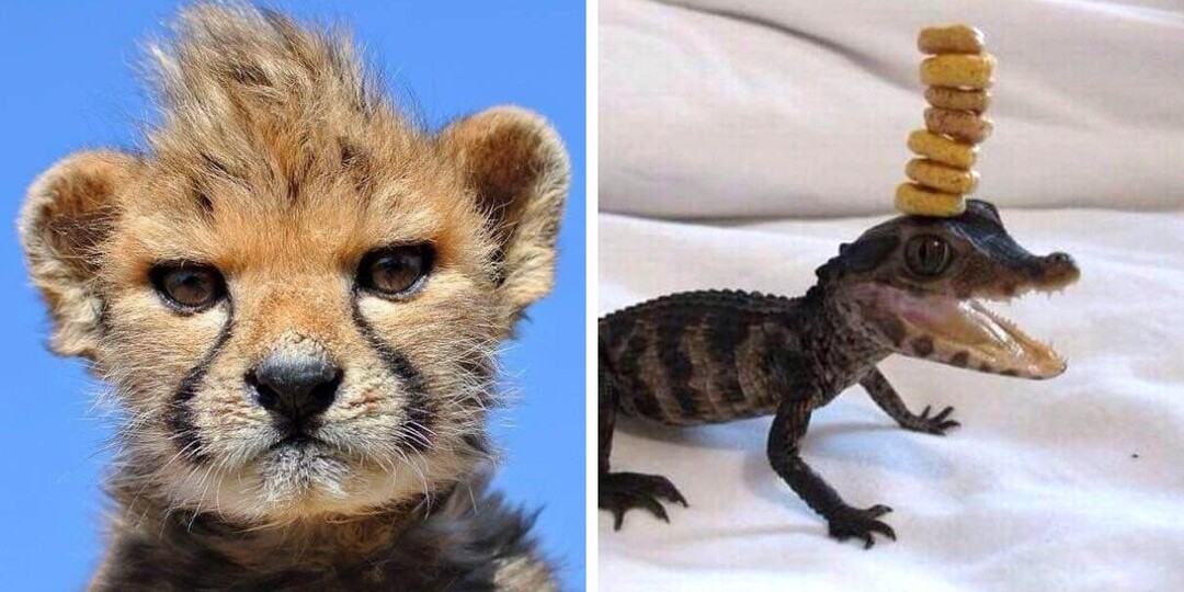 14 очаровательных снимков малышей животных, которые вскоре вырастут в очень опасных типов