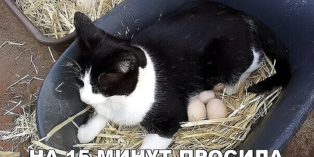 Мемы с котиками для отличного настроения: 15 картинок для хохота