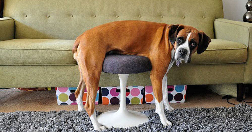 14 смешных животных, которым с трудом удается освоить мебель