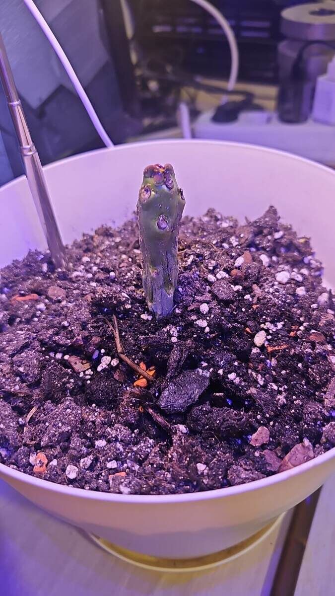 плюмерия под двевной лампой