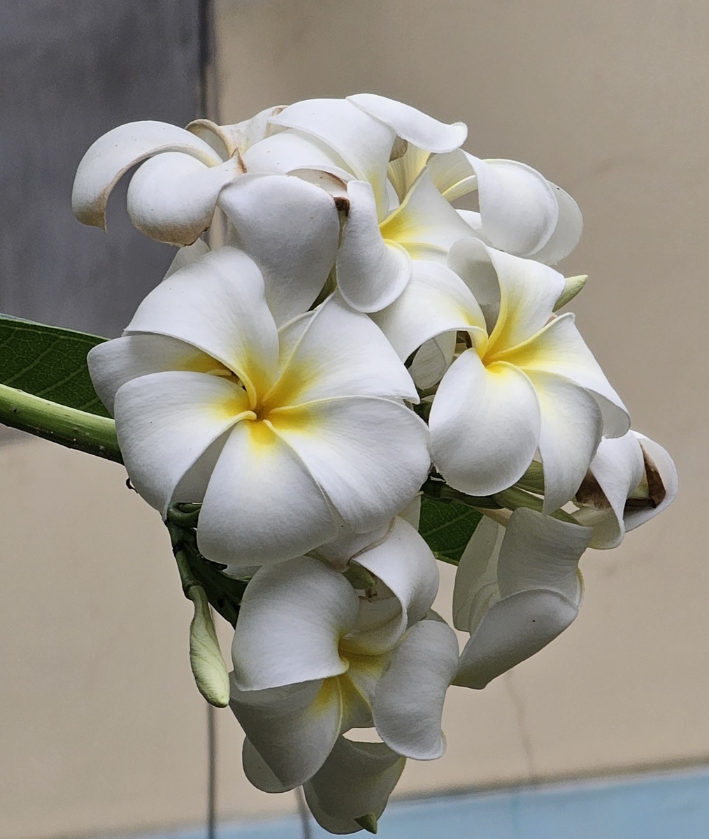 Цветушая фражипани плюмерия, фото сделала на Маврикии