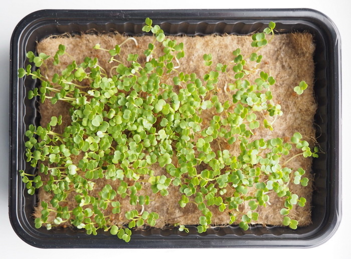 фото взято с https://www.ozon.ru/product/bazovyy-komplekt-dlya-gidroponiki-mikrozeleni-rastit-legko-dzhutovyy-kovrik-10-sht-673434796/