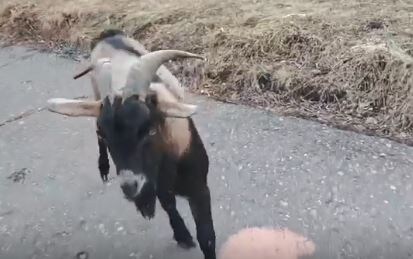 скриншот с видео