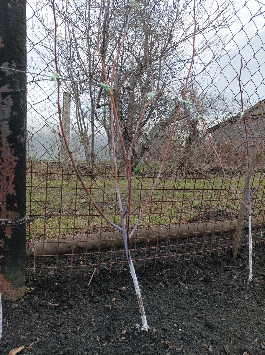 Малиновые деревья на моей даче. От 2 до 5 скелетных стволов. 