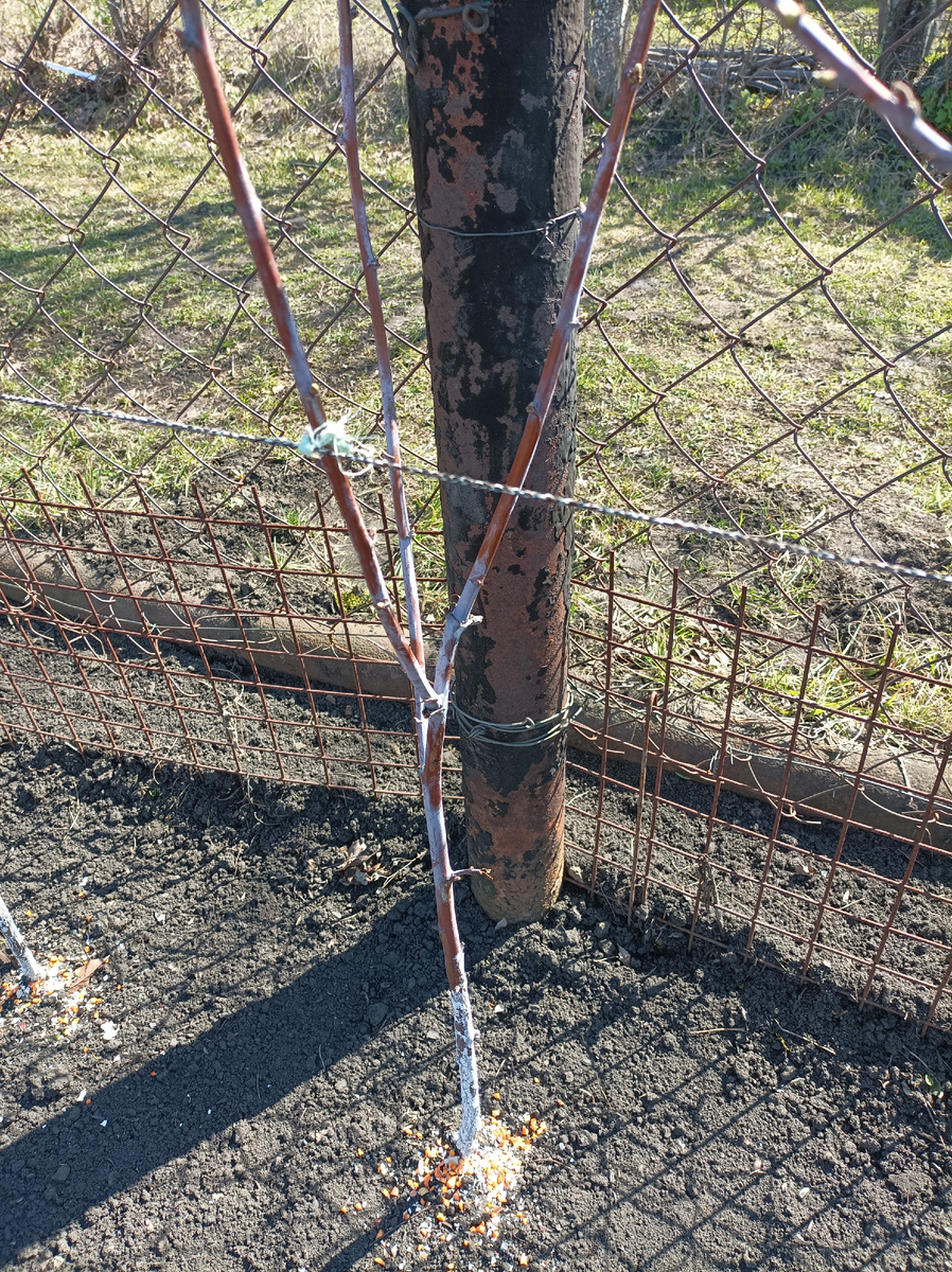 Малиновое дерево из трёх скелетных стволов