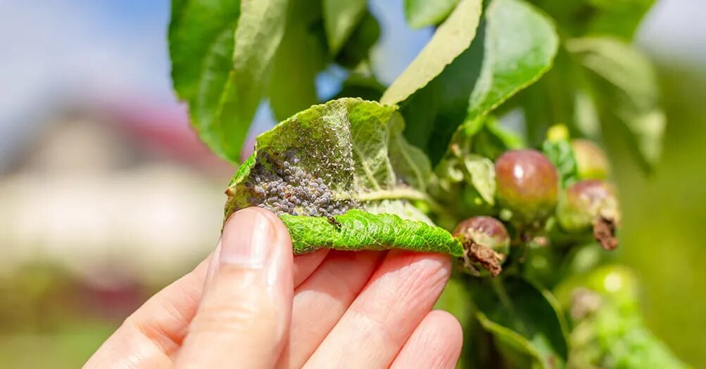 Обработка от вредителей и болезней плодовых деревьев: полный календарь на сезон