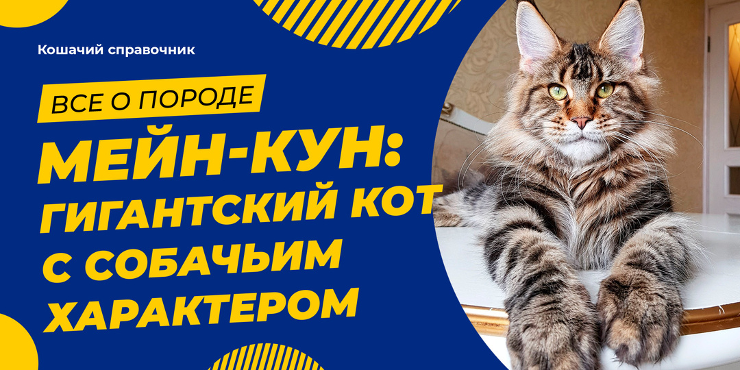 Мейн-кун: гигантский кот с собачьим характером