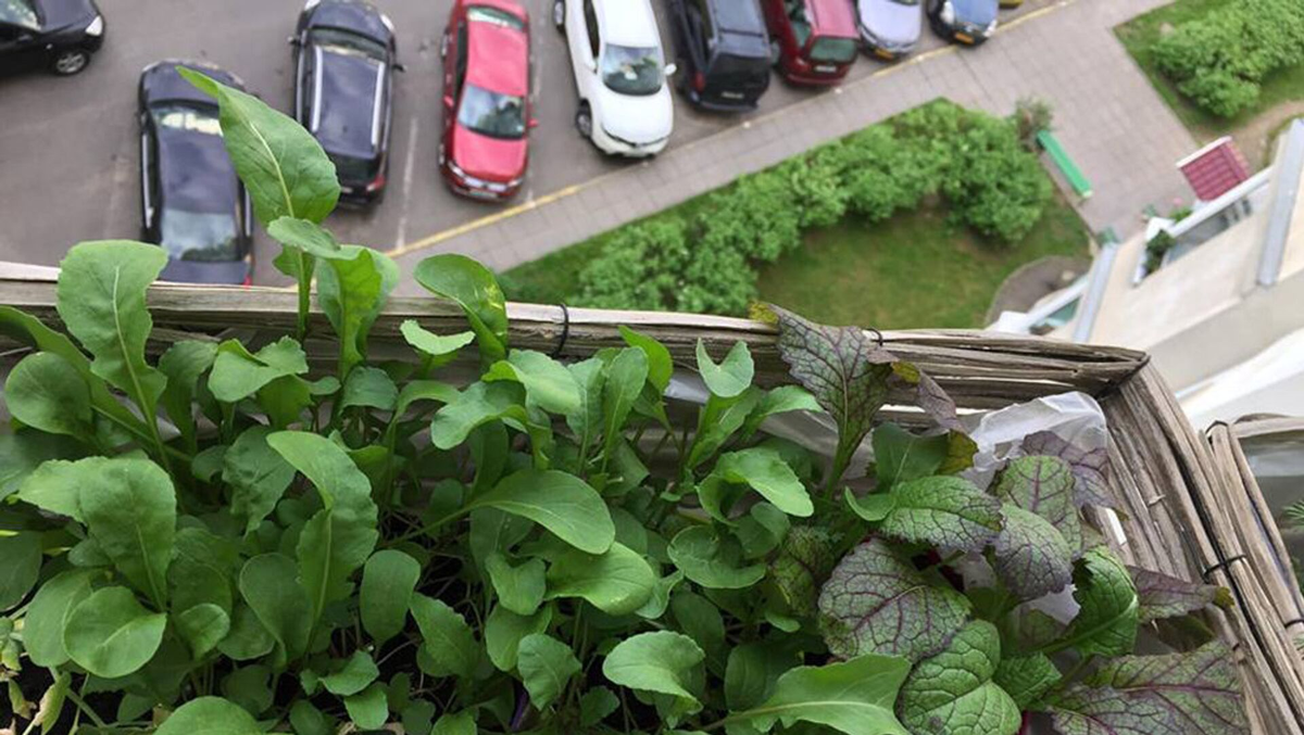 Когда под балконом парковка, "экологичность" вызывает некоторые сомнения. Но, к счастью, не всем так "везет". Источник изображения: https://sputnik.by/