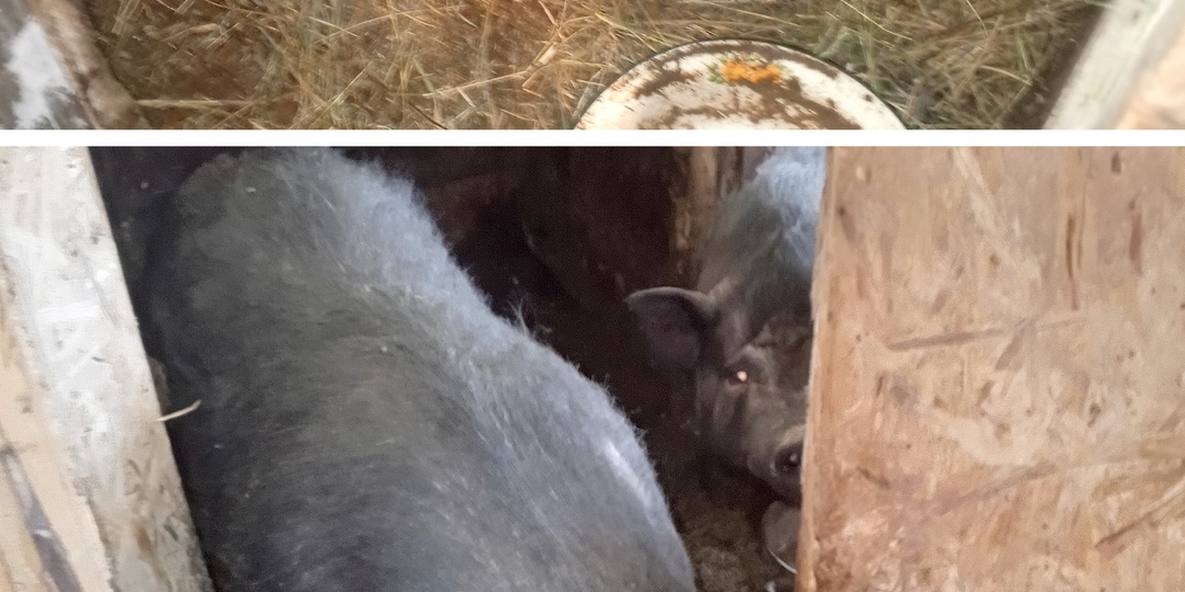 Кого держу в хозяйстве