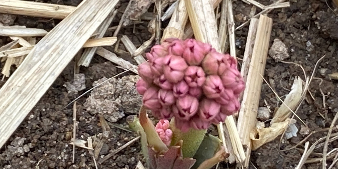 Мукдения Росси: необычные всходы, красивые листья