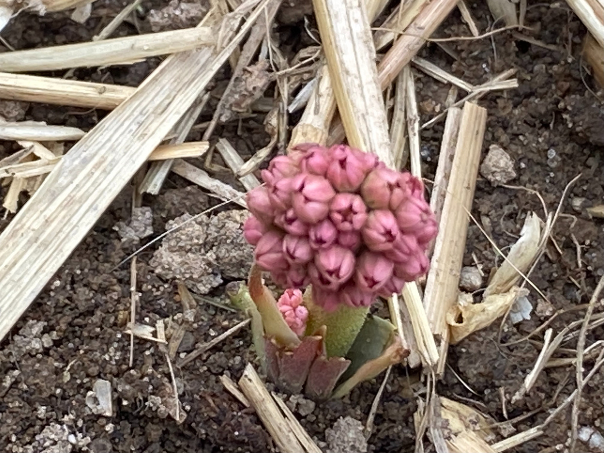 Мукдения росси (кленолистник), весенние всходы, фото автора