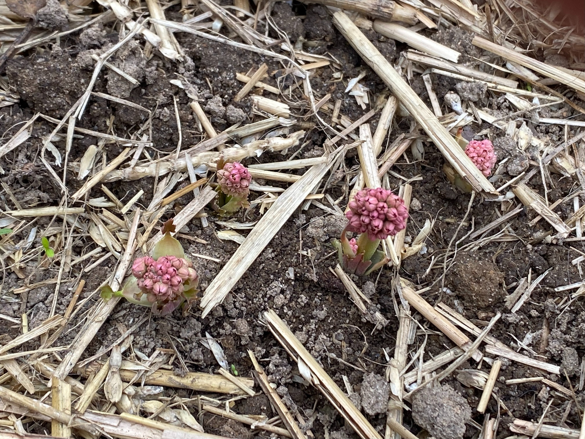 Мукдения росси (кленолистник), весенние всходы, фото автора