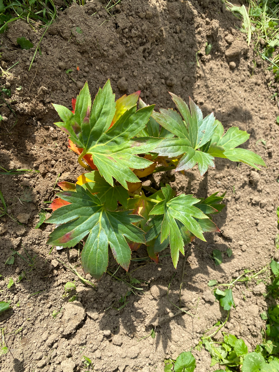 Мукдения росси (кленолистник) в сентябре 2025 после посадки, фото автора