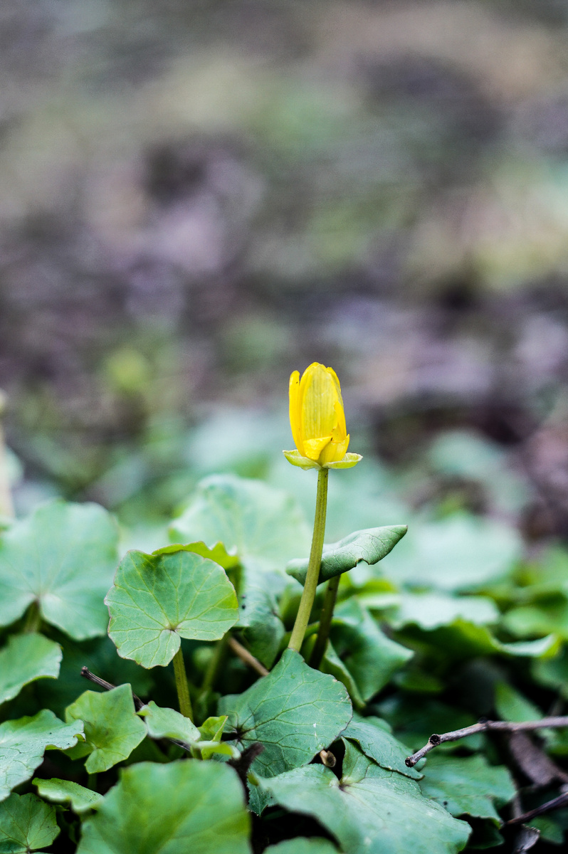 Чистяк весенний. Авторские фотографии Андрей Батуркин. Среда 15 апреля.