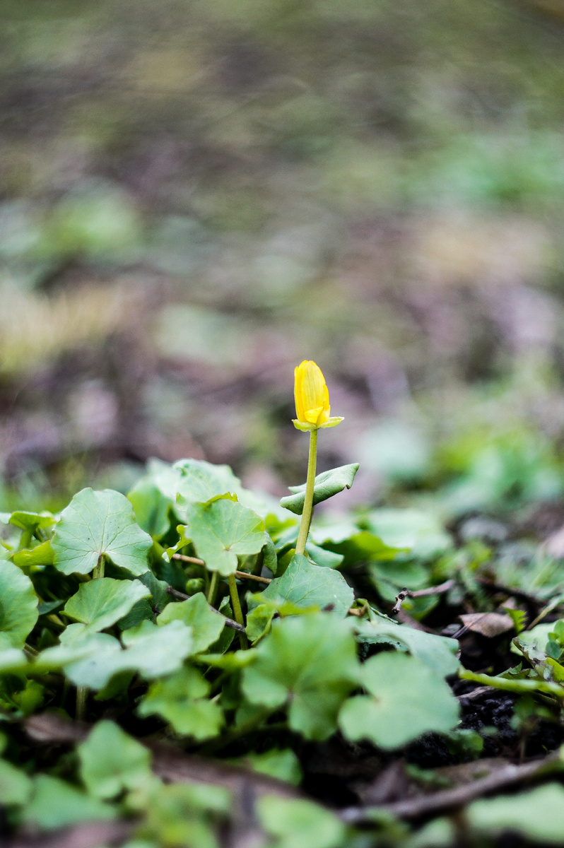 Чистяк весенний. Авторские фотографии Андрей Батуркин. Среда 15 апреля.