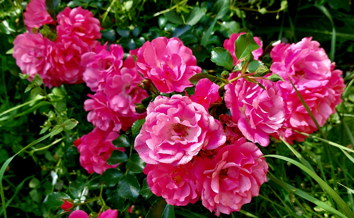 Рокси. Миниатюрная роза