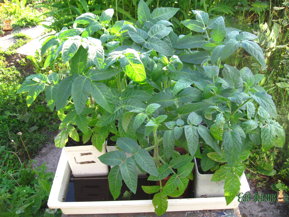 Рассада уже готова — но это ещё не значит, что день подходит