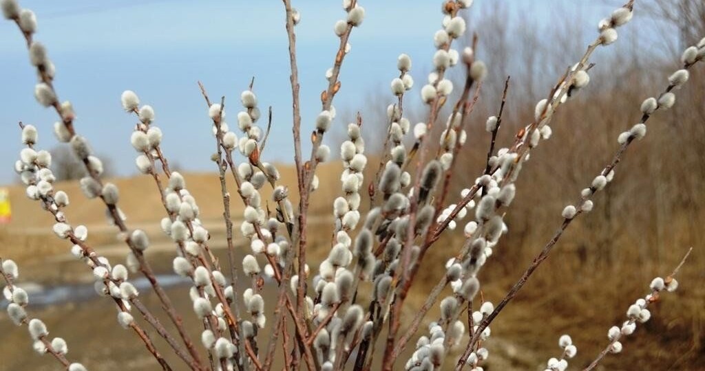 Разрешено ли на Радоницу работать в огороде?