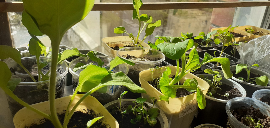 Развитие петуний в апреле.