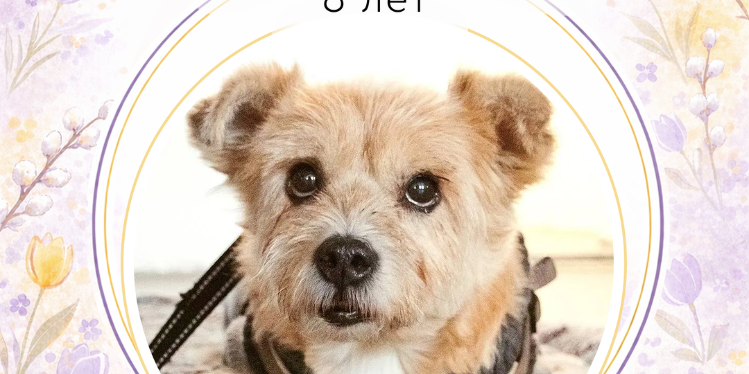 Берите пёсиков домой!