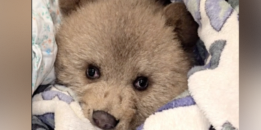 В Северной Осетии волонтеры спасли оставшегося без матери медвежонка