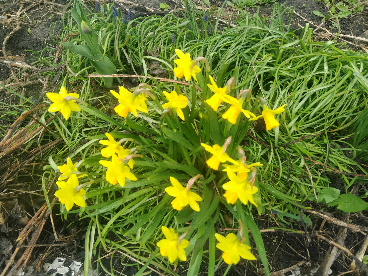 Фото автора, цветут нарциссы у меня