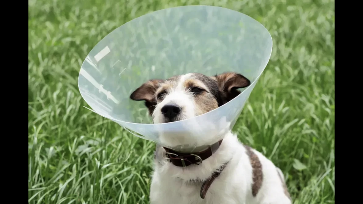 Картинка из интернета