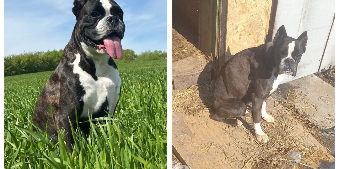 Нас попросили о помощи, но помочь сейчас мы можем только постом, все наши передержки забиты, забрать парня совсем некуда