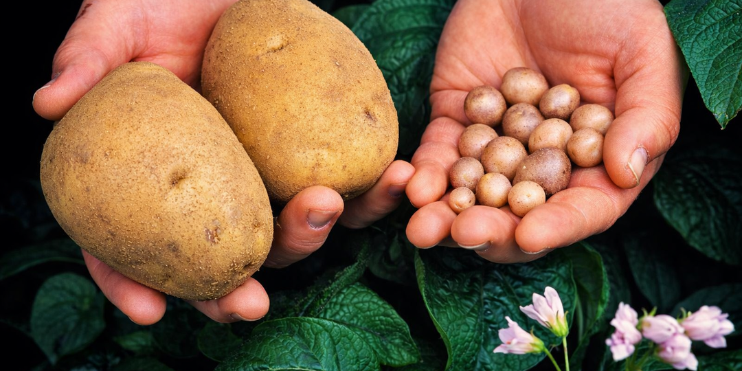 Как вырастить хороший урожай картофеля, если сажаешь его каждый год на одном и том же месте