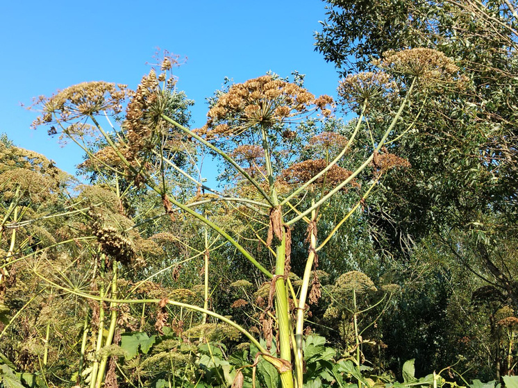    фото: архив мк в Мурманске.