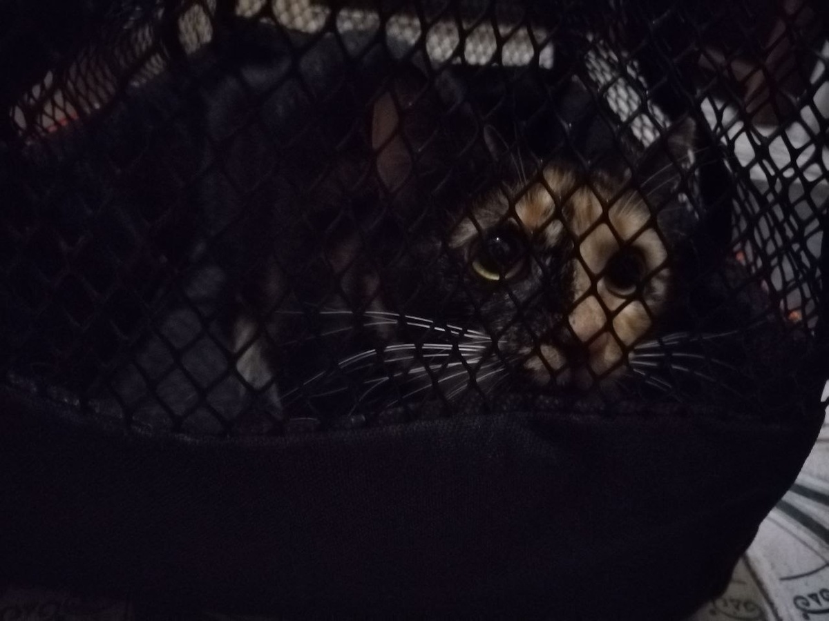 Апрелька в безопасности, но всё ещё очень боится