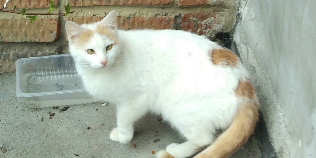 Три года неуловимая кошка Алиса приносила в подвале потомство. Наконец-то эта проблема решена