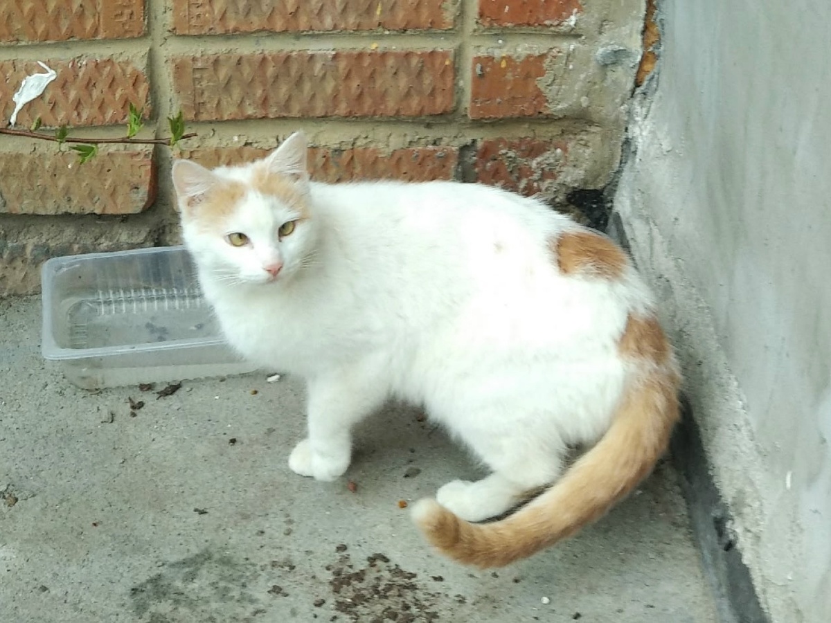 Исторя этой кошки пока не закончена, но мы надеемся на счастливый финал