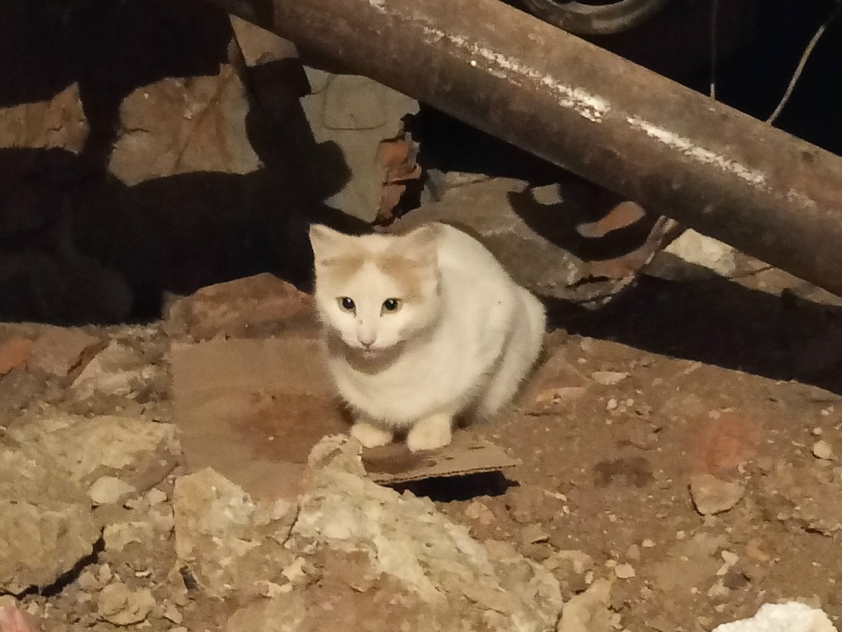 Совсем скоро кошка может лишиться своего единственного укрытия