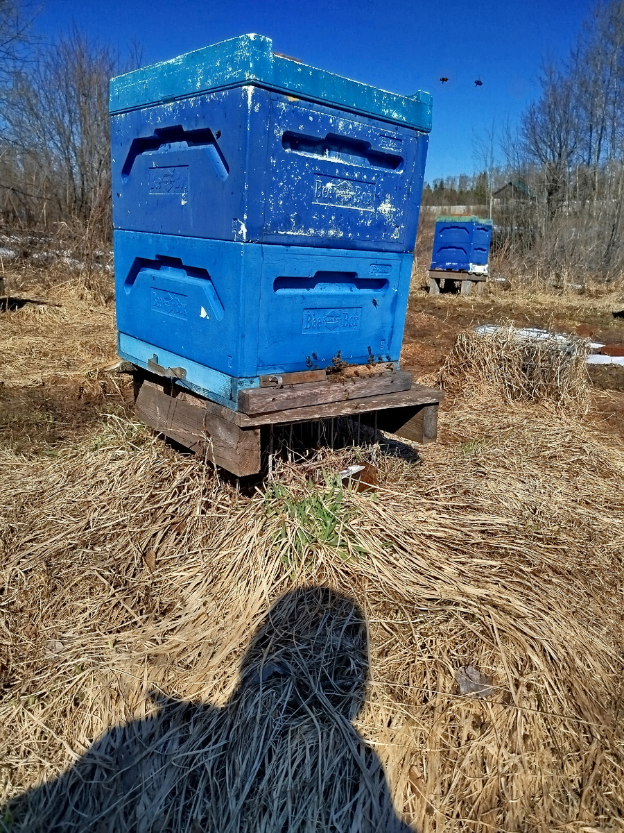 Ведут себя активно.
