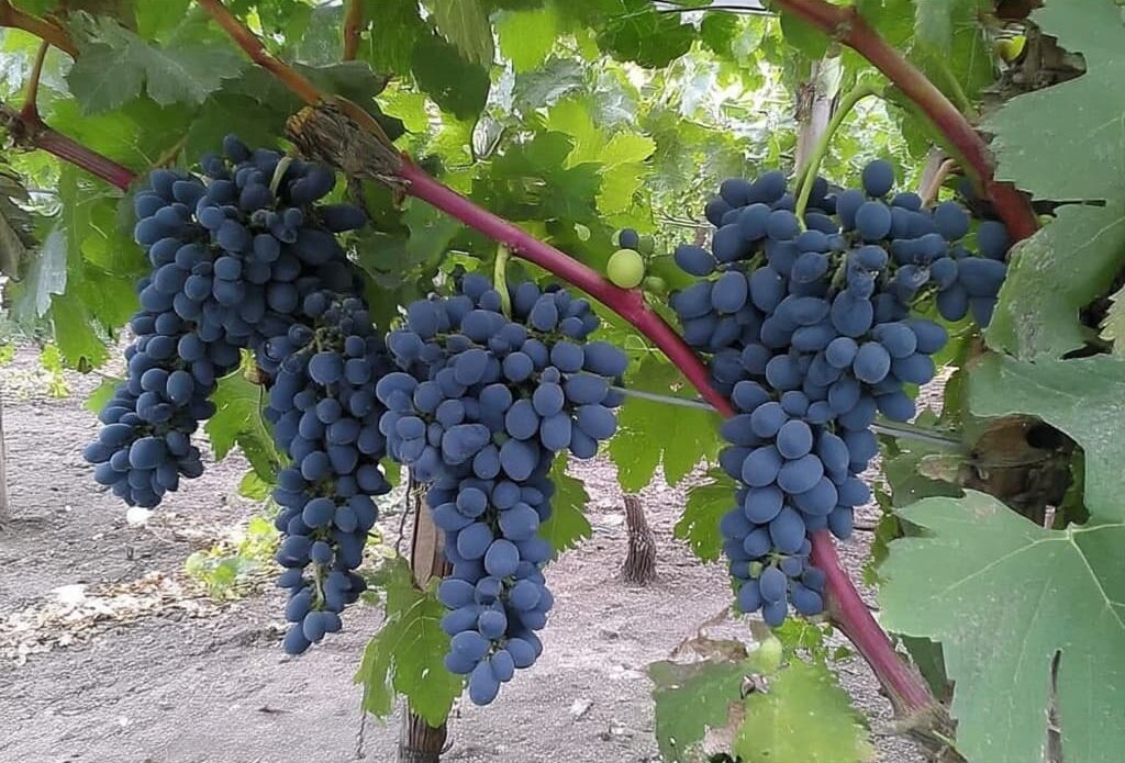 Тонкости защиты винограда от вредителей: правильное применение препаратов и секреты опытных дачников