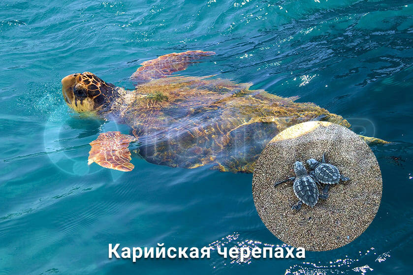 карийские черепахи