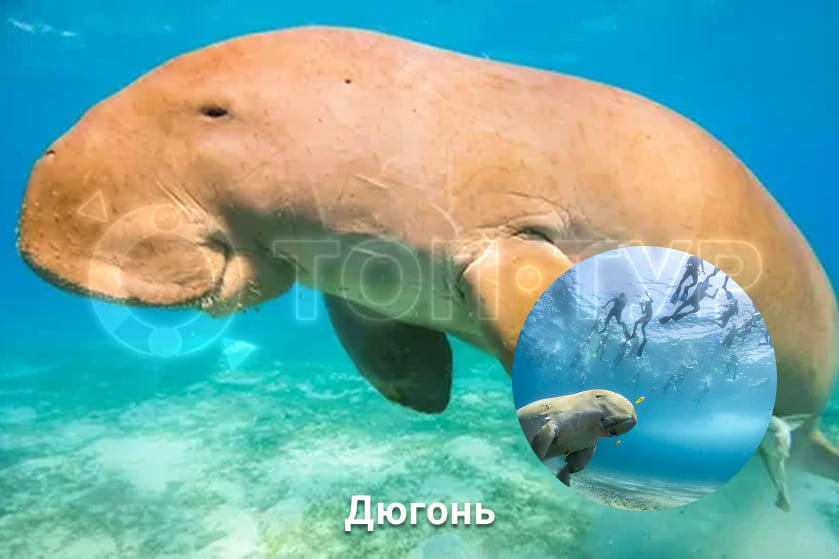 дюгонь