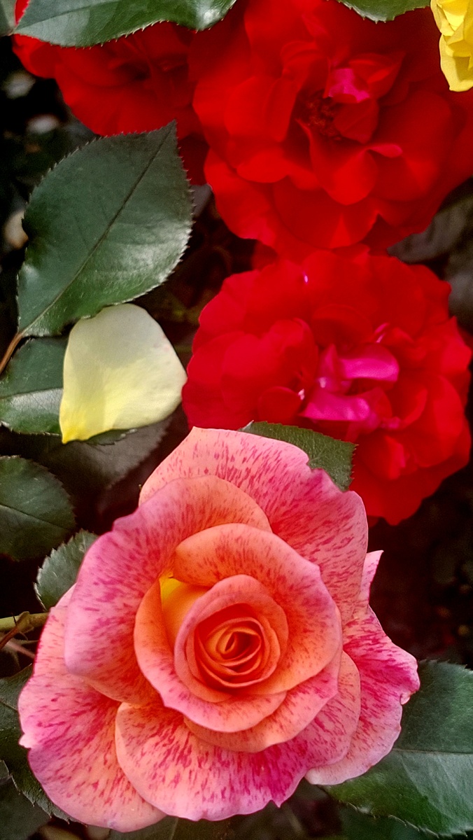 Мишель Серро и Квин оф Бутан. Флорибунды