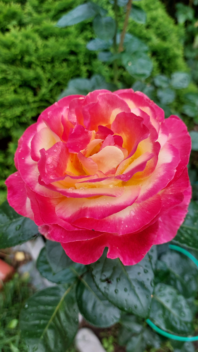 Пульман Ориент экспресс. Ч/г роза