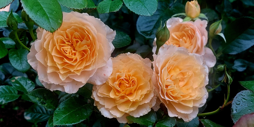 "Дополнительный скорый". Вопросы - ответы про розы. 16 апреля 2026 года