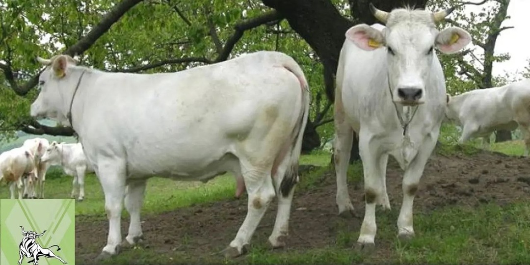 Маркиджанская порода коров