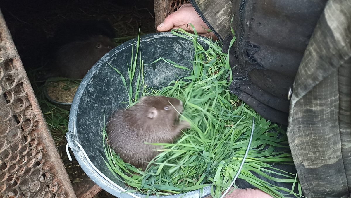 Нутренок в ведре с травой