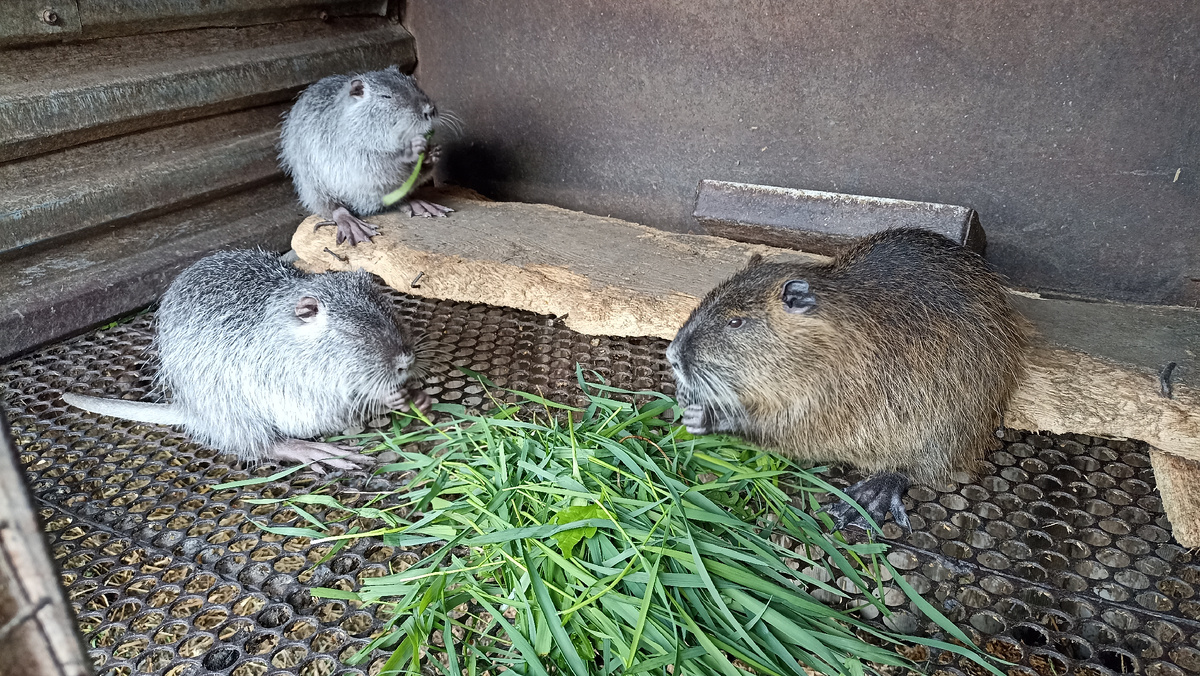 Огородная трава - в рационе у нутрий каждый день!