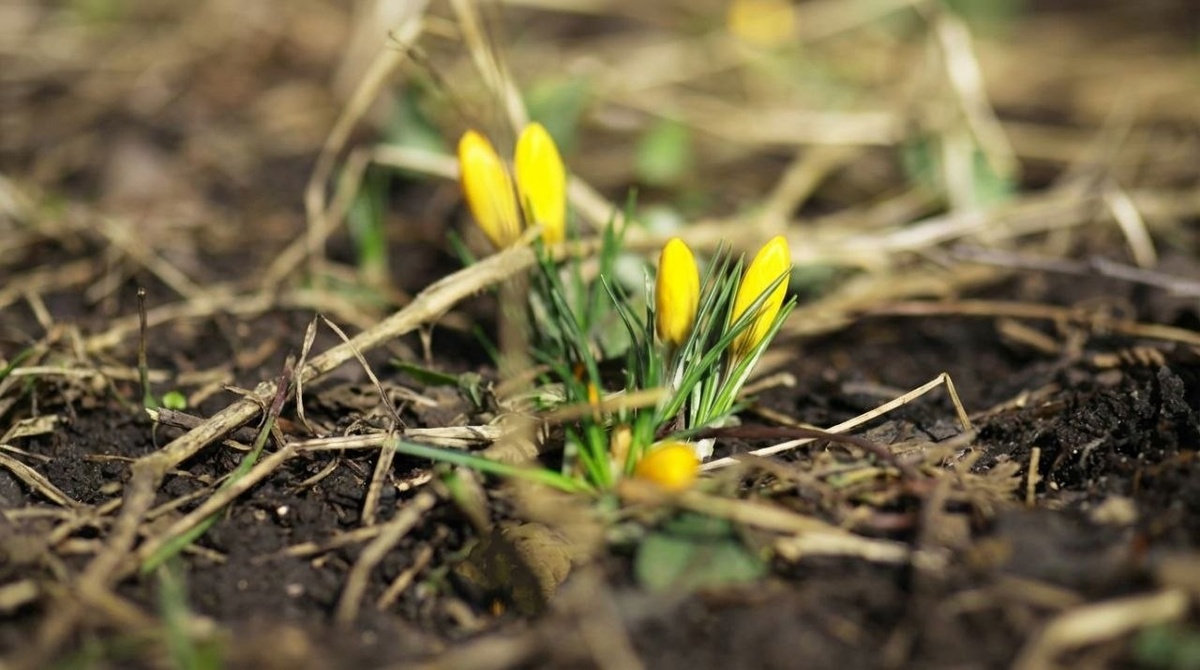 Фото: Freepik | нейросеть Reve 