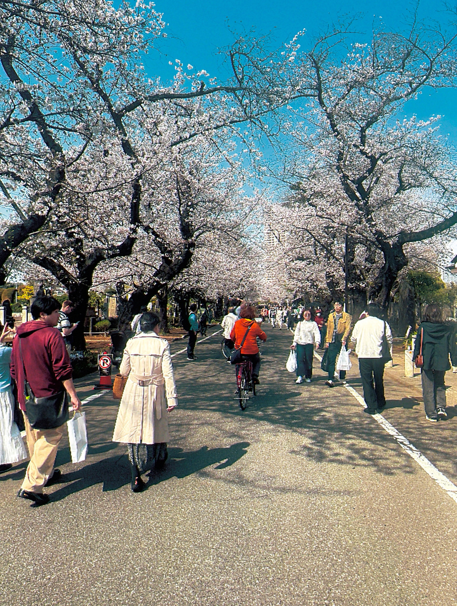 Кладбище Янака - популярное место для любования сакурой у местных 