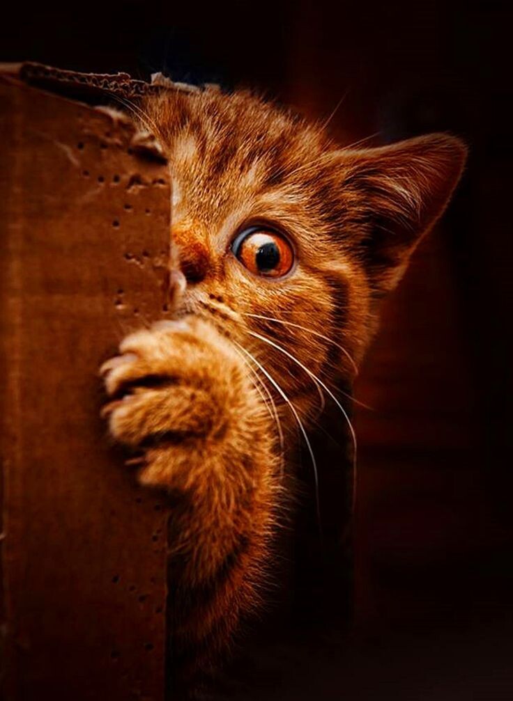 источник фото: https://i.pinimg.com/originals/1e/c9/7a/1ec97ad1eb0782907dd190f2728b9cc9.jpg