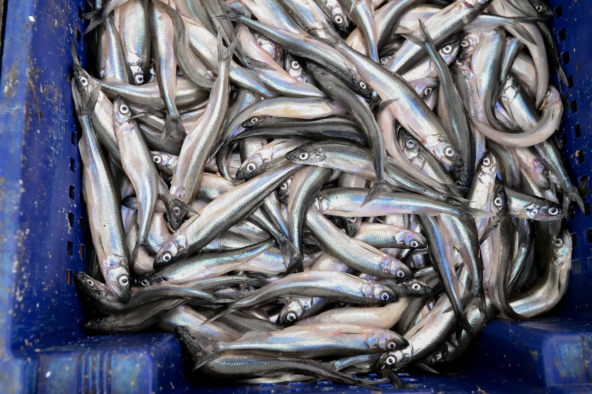 Автор фото: Сергей Ермохин / "ДП"