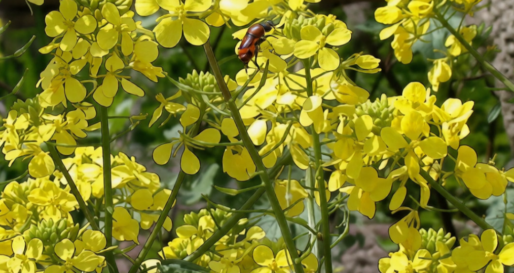 Горчица для вашего сада: Как обычная горчица спасает яблони от вредителей