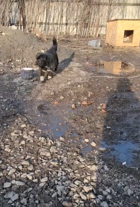 Приходится Пухле гулять по лужам